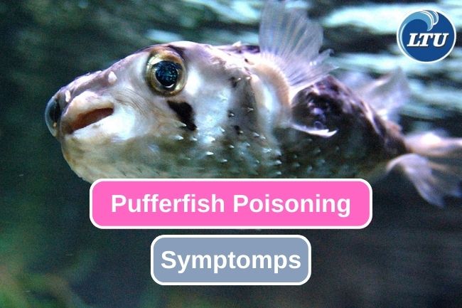 Here are Pufferfish Poisoning Symptoms